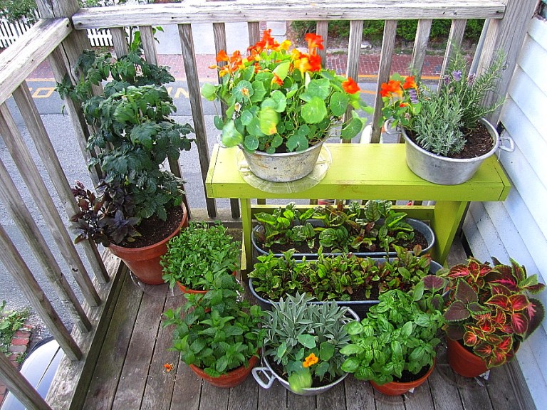 Porch_garden_12july2012