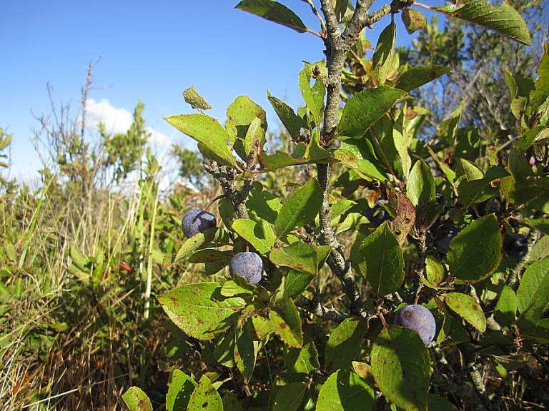 Beachplums_3september2012