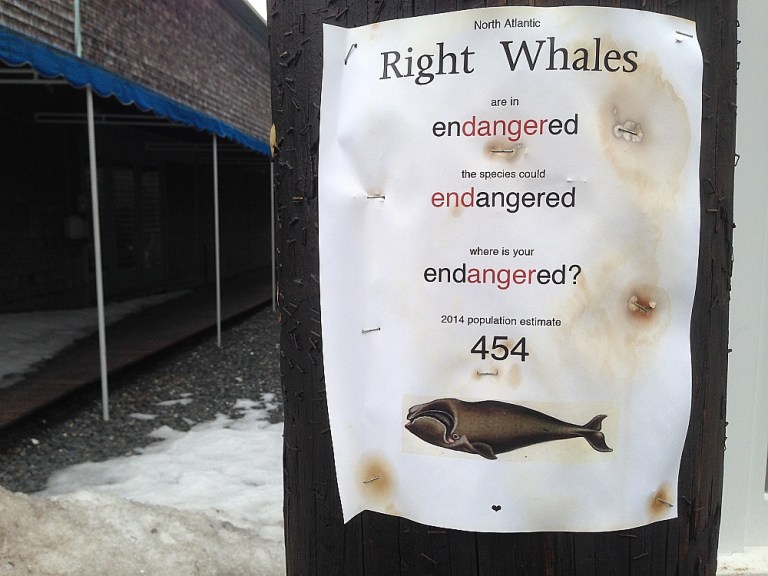 right_whale_poster